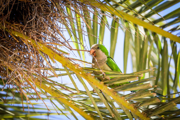 Monk parakeet nests in palm tree around Barcelona Spain. Bird going in and out building nest, found stick to take back to the nest.