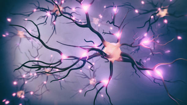 Visualization of neurons and neural network with signals stock photo