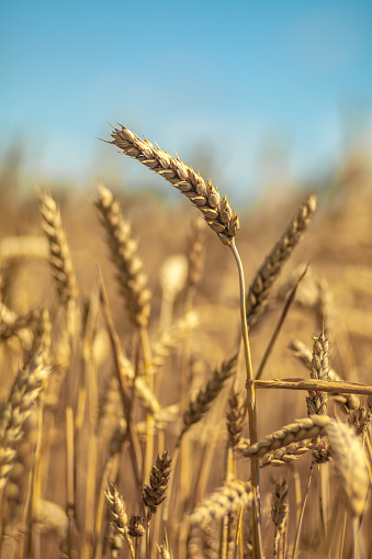 Close up view of wheats ready for harvesting.