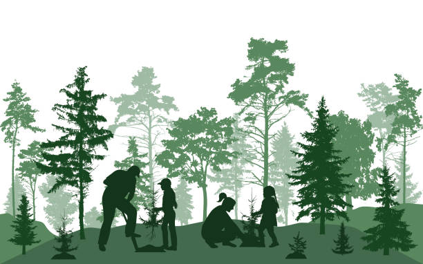 Reforestation. Man, woman and children are planting fir trees in forest, silhouette. Vector illustration Reforestation. Man, woman and children are planting fir trees in forest, silhouette. Vector illustration girl silouette forest illustration stock illustrations