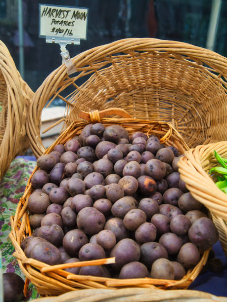 colheita lua batatas roxas no mercado do agricultor - red potato raw potato market red - fotografias e filmes do acervo