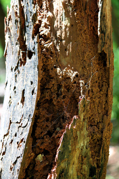 Termites have eaten the trunk of the tree.