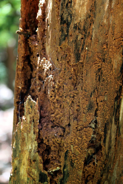 istock Termites have eaten the trunk of the tree. 1408950913
