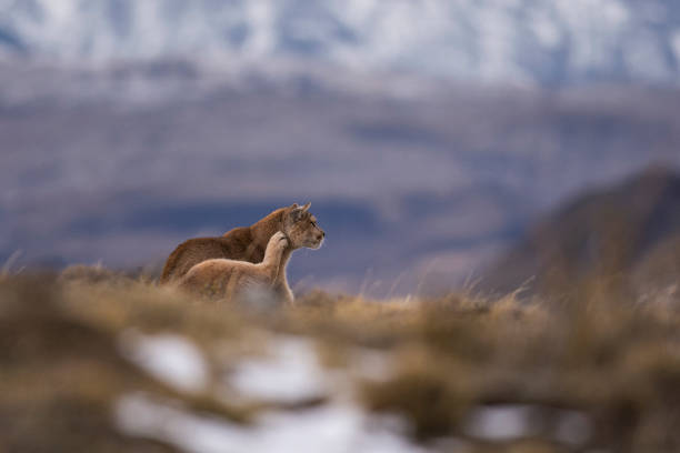 Puma walking in mountain environment, Torres del Paine National Park, Patagonia, Chile. stock photo