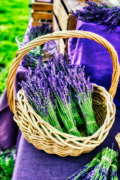 farmer's market bouquets of lavender stock photo