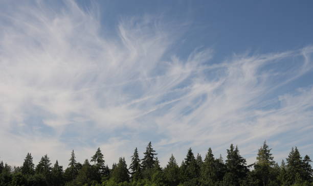 Summer morning with wispy clouds over a tree area in Vancouver, British Columbia.