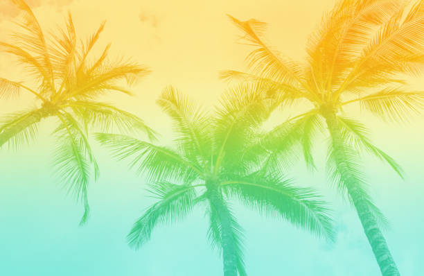tropical palm trees with vintage retro tones. - tropisch-motief-fotos stockfoto's en -beelden