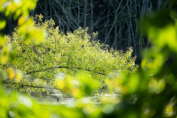 Southern state freshwater wetland forest on a sunny evening in summer (July). The image was captured in Big Creek, Forsyth, (near Cumming) in Georgia (USA) with a full frame mirrorless digital camera and a sharp telephoto lens. The image is part of a large series of Georgia wetland. Most of the images were shot at 200mm and maximum aperture f/2.8 creating a very shallow depth of field resulting in defocused spaces suitable  for copy/text.