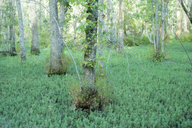 Southern state freshwater wetland forest on a sunny evening in summer (July). The image was captured in Big Creek, Forsyth, (near Cumming) in Georgia (USA) with a full frame mirrorless digital camera and a sharp telephoto lens. The image is part of a large series of Georgia wetland. Most of the images were shot at 200mm and maximum aperture f/2.8 creating a very shallow depth of field resulting in defocused spaces suitable  for copy/text.