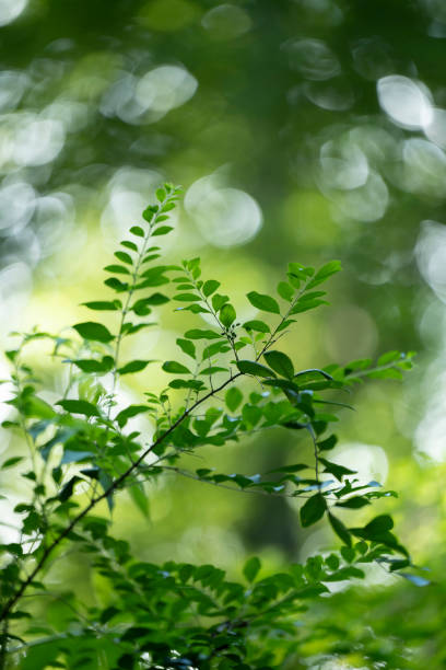 istock Southern state wetland on an evening in summer 1408958072