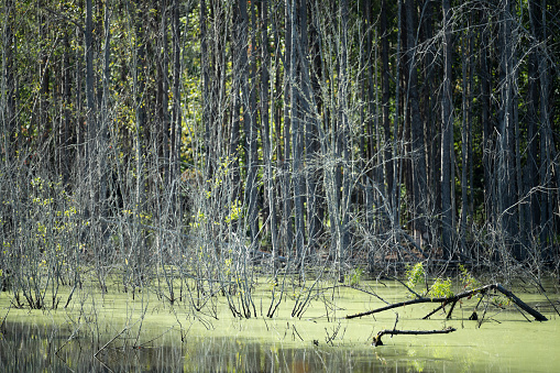 Southern state freshwater wetland forest on a sunny evening in summer (July). The image was captured in Big Creek, Forsyth, (near Cumming) in Georgia (USA) with a full frame mirrorless digital camera and a sharp telephoto lens. The image is part of a large series of Georgia wetland. Most of the images were shot at 200mm and maximum aperture f/2.8 creating a very shallow depth of field resulting in defocused spaces suitable  for copy/text.