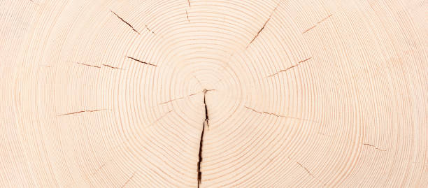 istock light wood texture with annual rings. white slice stump background 1408958200