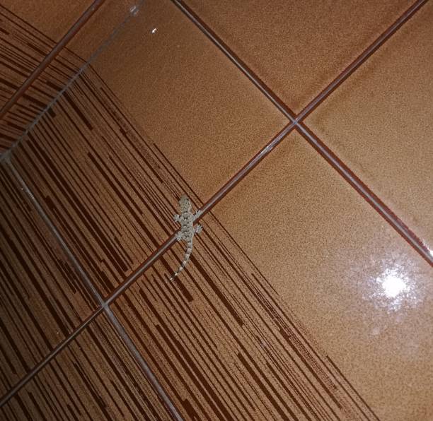 istock Little Gecko in the wall 1408959006