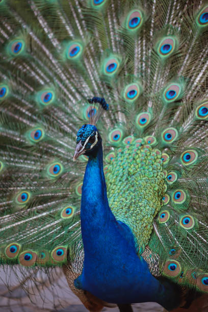istock Peacock Portrait, Castelo de S Jorge, Lisbon 1408960566