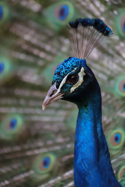 istock Peacock Portrait, Castelo de S Jorge, Lisbon 1408960577