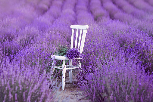 white chair with bouquet of lavender at beautiful lavender flowers bloom. Travel, nature, summer, agriculture concept