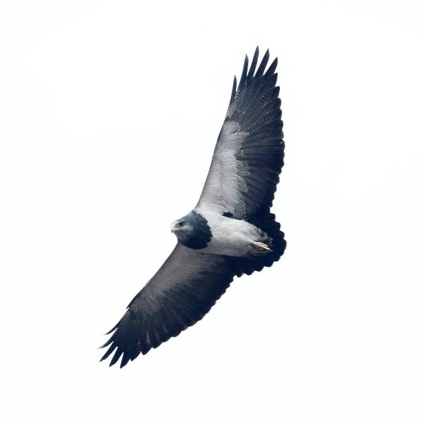 An adult Black-chested Buzzard Eagle soars over central Chile while hunting its mammal prey stock photo