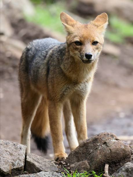A single Andean Fox or Culpeo (Lycalopex culpaeus), walks a mountain trail in central Chile, near the capital Santiago
