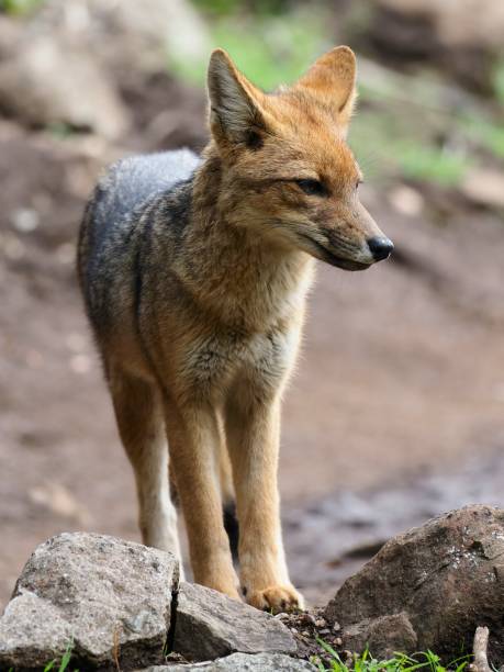istock A single Andean Grey Fox or 'Culpeo' walks a mountain trail 1408963074