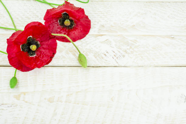 istock Pink  red poppy  flowers in spring 1408964484