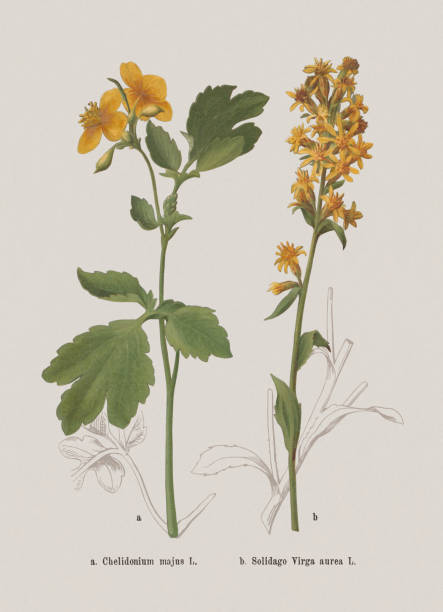 가을 꽃 (papaveraceae, asteraceae), chromolithograph, 1886 년에 출판 - goldenrod stock illustrations