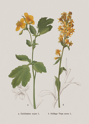Autumn flowers (Papaveraceae, Asteraceae): a) Greater celandine (Chelidonium majus); b) European goldenrod (Solidago virgaurea). Chromolithograph after a drawing by Jenny Schermaul (Czech painter (1828 - 1909), published in 1886.