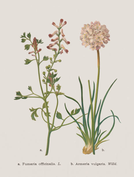 Autumn flowers (Papaveraceae, Plumbaginaceae), chromolithograph, published in 1886 Autumn flowers (Papaveraceae, Plumbaginaceae): a) Common fumitory (Fumaria officinalis); b)  (Armeria maritima, or Armeria vulgaris). Chromolithograph after a drawing by Jenny Schermaul (Czech painter (1828 - 1909), published in 1886. sea thrift illustrations stock illustrations