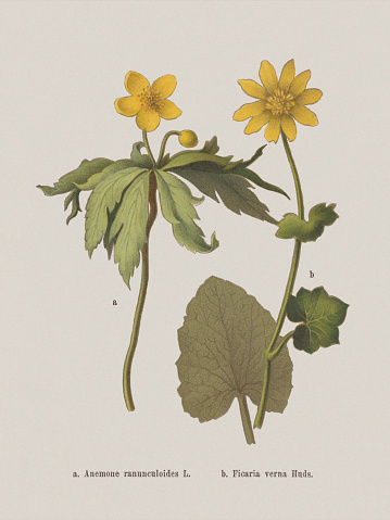 Spring flowers (Ranunculaceae): a) Buttercup anemone (Anemone ranunculoides); b) Lesser celandine (Ficaria verna). Chromolithograph, published in 1884.