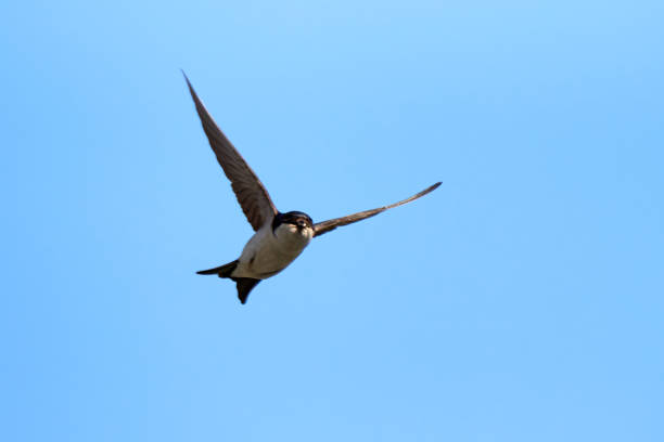 istock Common house martin bird in flight with insect in his beak 1408966783
