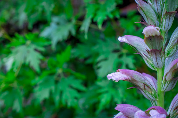 beautiful flowers in summer garden
