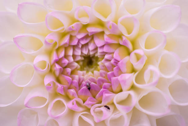 istock Dahlia flowers newly blossomed 1408967052
