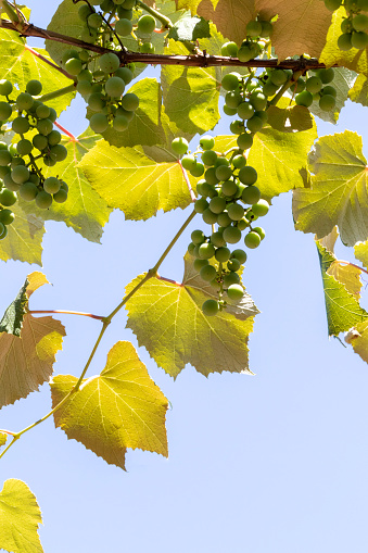 Clusters of green grapes, seen from below