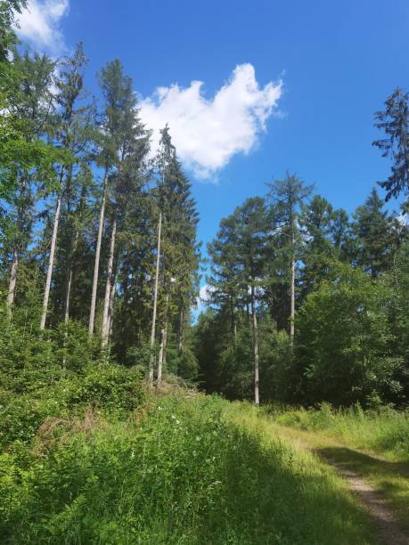 istock Photos in summer in Germany in the forest 1408969142