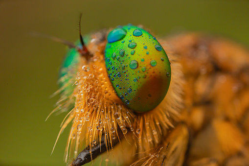 Morning dewdrop with robberfly eyes, tken with macro photography