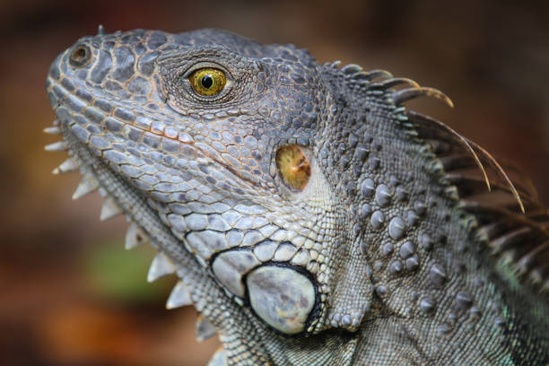 istock Wild iguana near Key Largo, Florida 1408972220