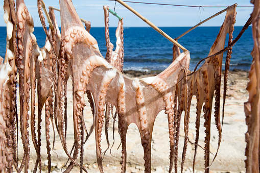 Drying octopus on fishing boat in Kos, Greece