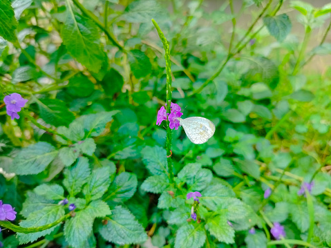 white-winged butterfly perched on a purple flower in the garden near the house