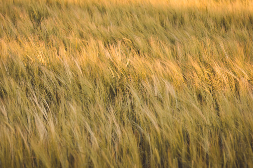 Wheat Fields in Summer in Sequim, WA