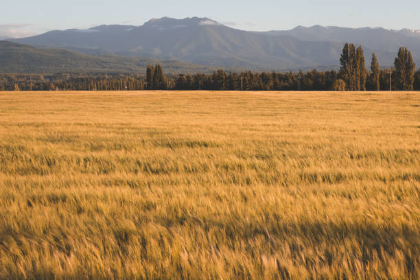Golden Wheat Field at Sunset with Mountains in Background