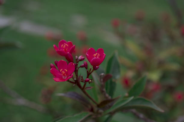 Growing Small Red Flowers With Five Petals