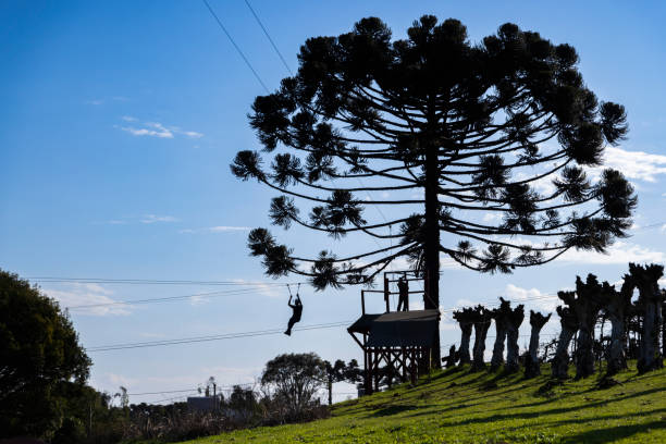 ein mann praktiziert zip-lining neben einem araukarienbaum in bento gonçalves - zip lining stock-fotos und bilder