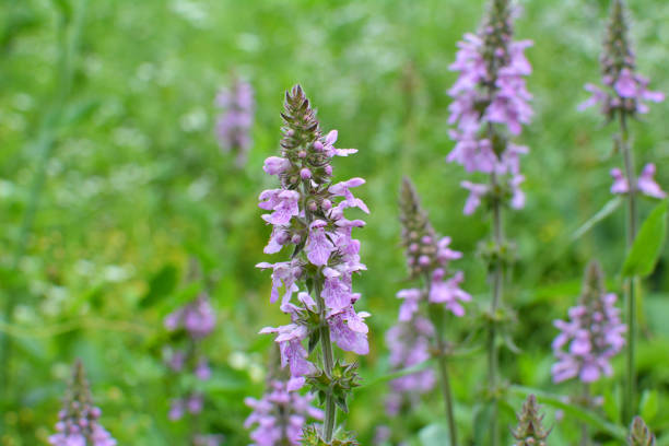 istock Stachys palustris grows among grasses in nature 1408981222