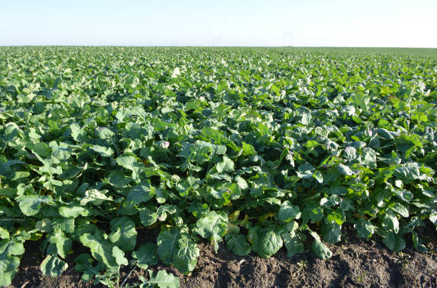 istock In the autumn field grows winter rape 1408981240