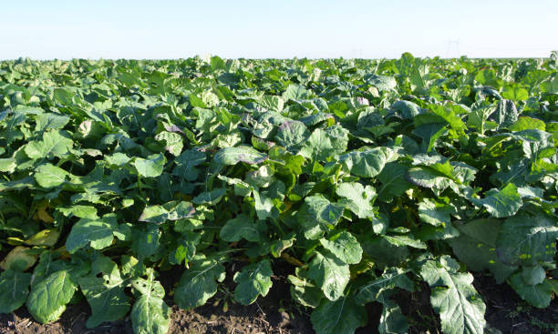 istock In the autumn field grows winter rape 1408981243