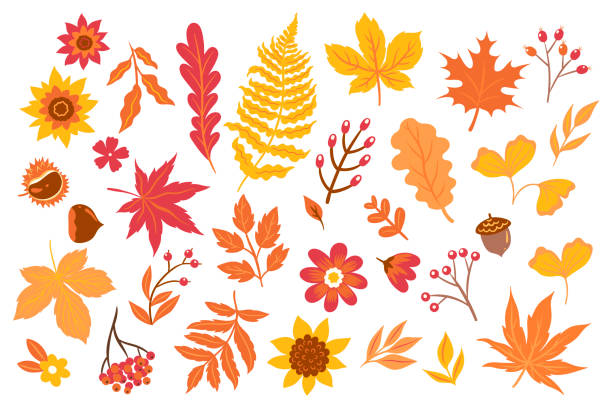 가을 잎, 꽃, 흰 배경에 고립 된 열매. 벡터 그래픽. - red nature individuality orange stock illustrations