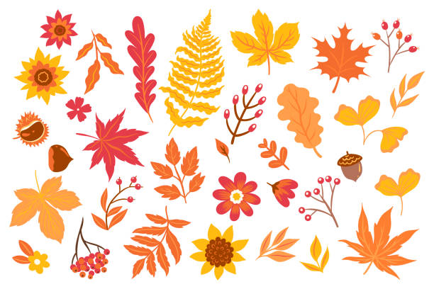 ilustrações, clipart, desenhos animados e ícones de folhas de outono, flores, frutos isolados no fundo branco. desenho vetorial. - autumn leaf isolated white background