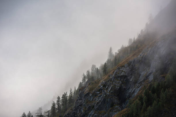 Pointy trees silhouettes on mountainside in low clouds. Coniferous forest in hillside in mysterious fog at early morning. Misty mountain scenery with fir tops in golden sunlight. Fading autumn colors.