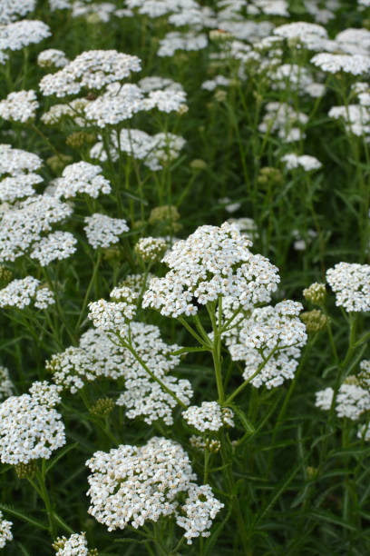 istock Yarrow (Achillea) blooms naturally in the grass 1408982453