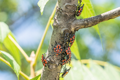 Close-up of spotted lanternfly red and black nymphs on sumac tree, Berks County, Pennsylvania