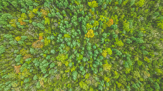 Spring season in Wisconsin looking over a natural forest from high in the air